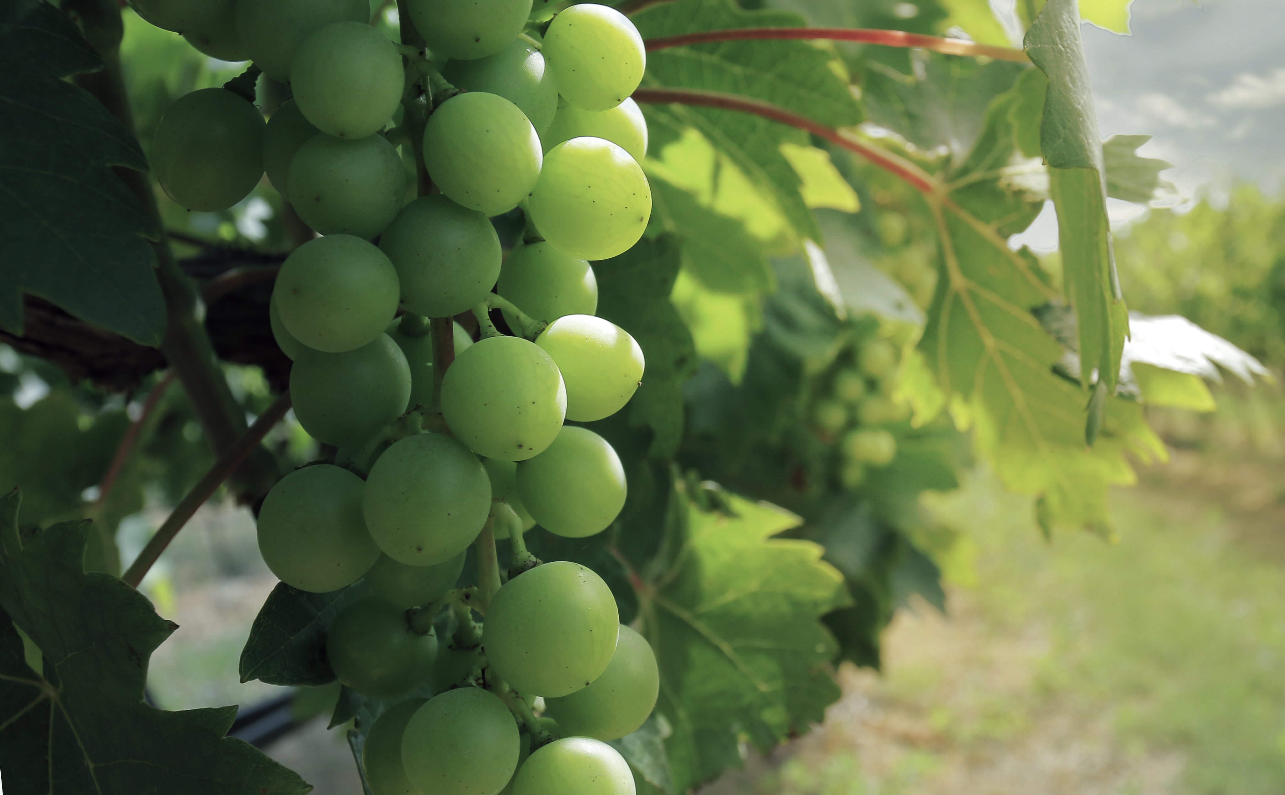 wine grapes-close up