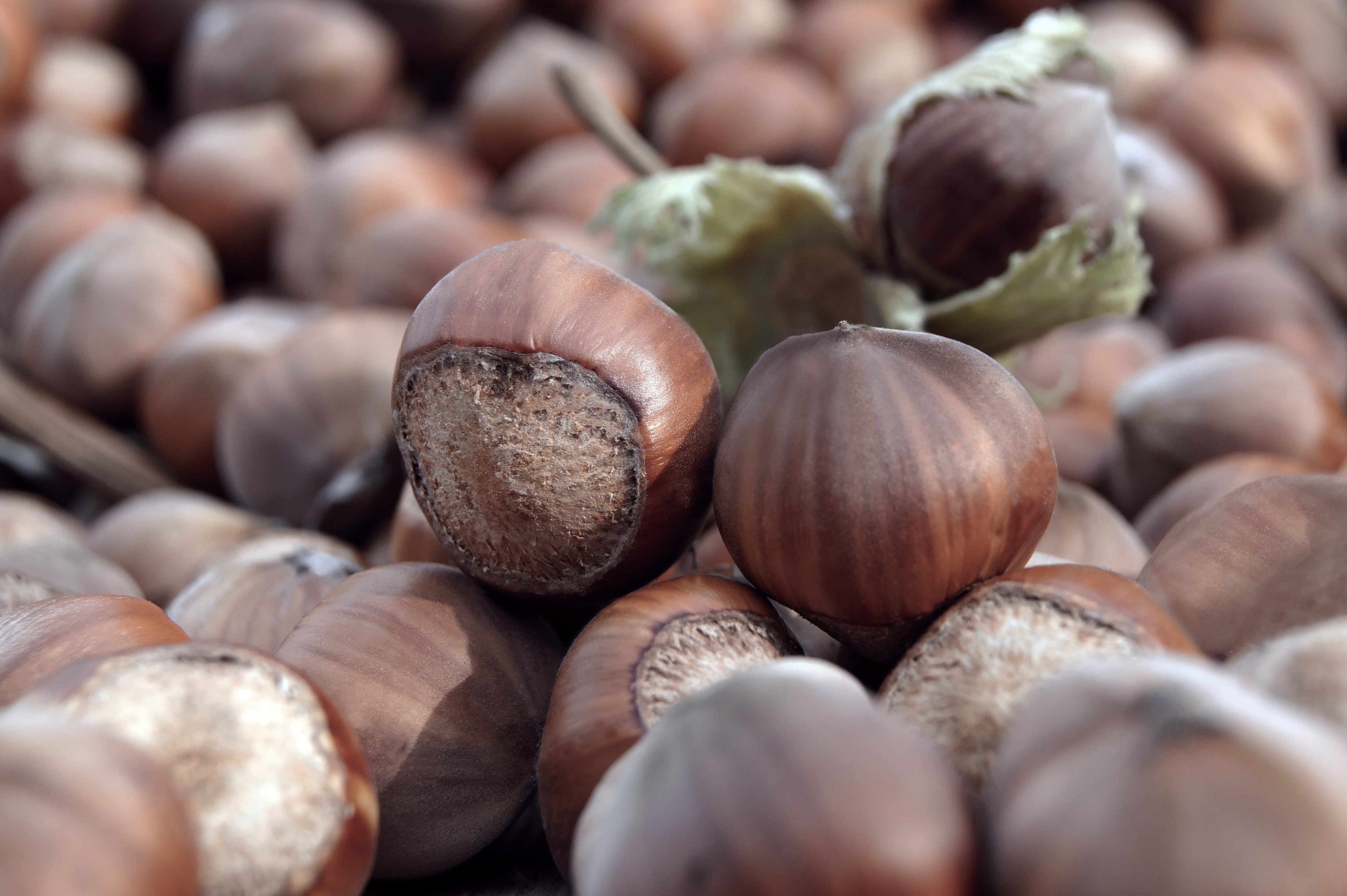 hazelnut-close up