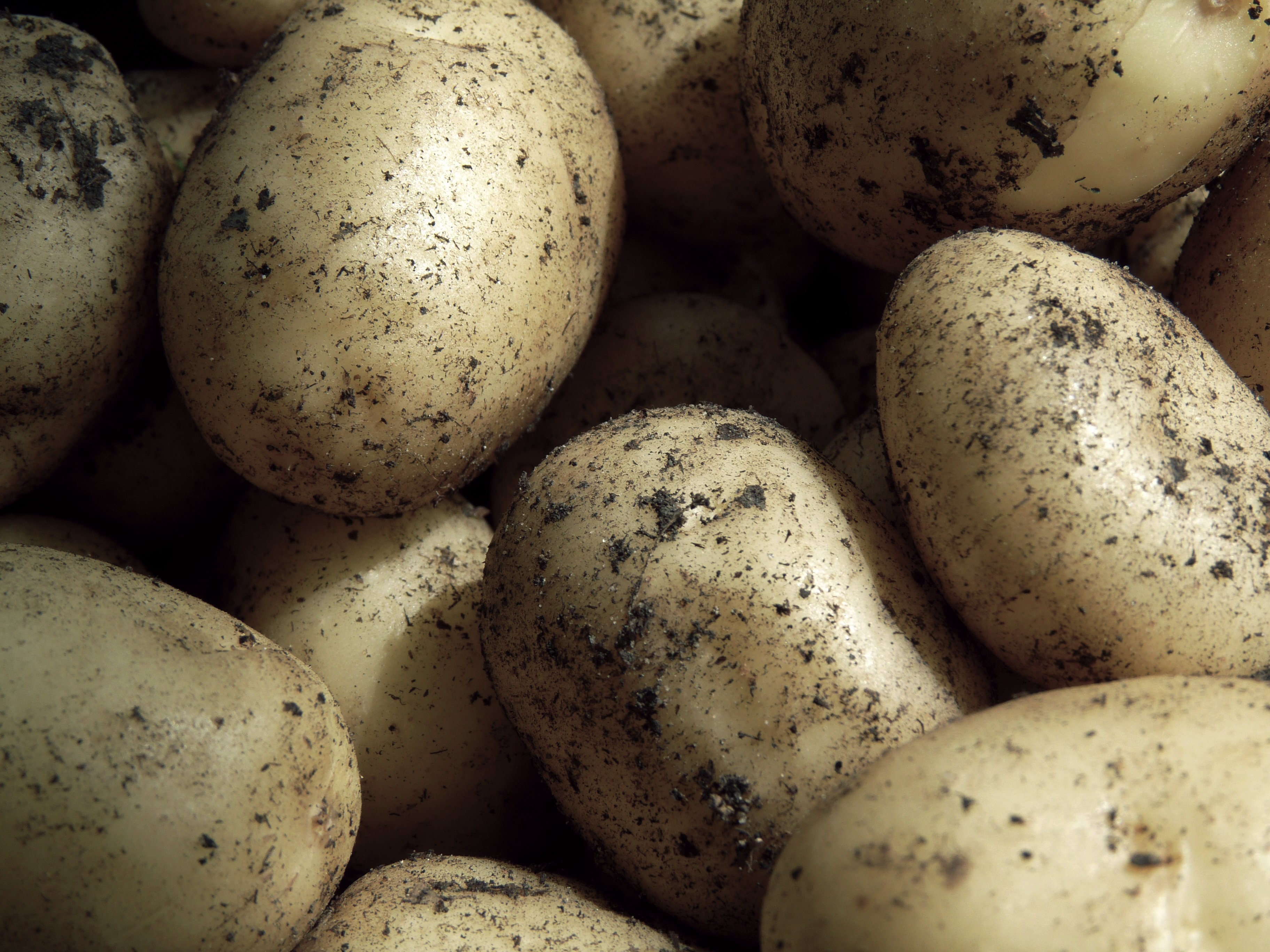 potatoes-close up