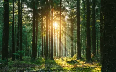 Silent forest in spring with beautiful bright sun rays