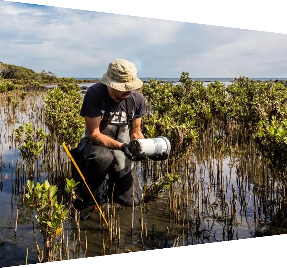 Scientist collecting a sediment core in mangroves