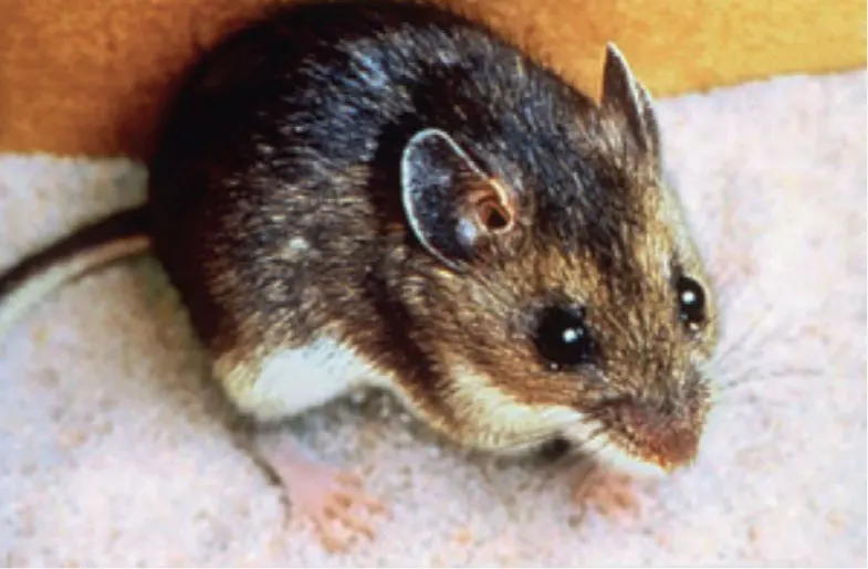 Hantavirus-souris-réservoir