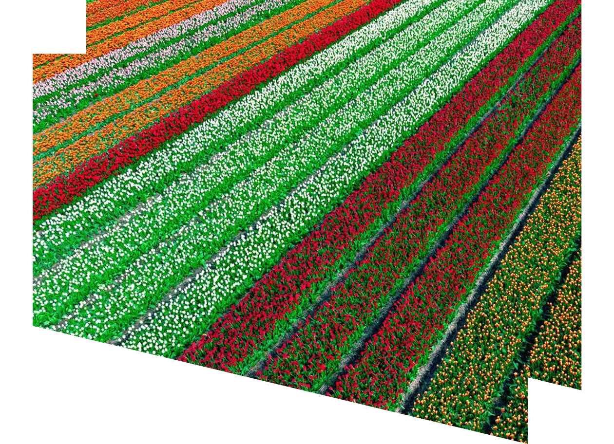 Tulips growing in agricutlural fields during springtime seen from above