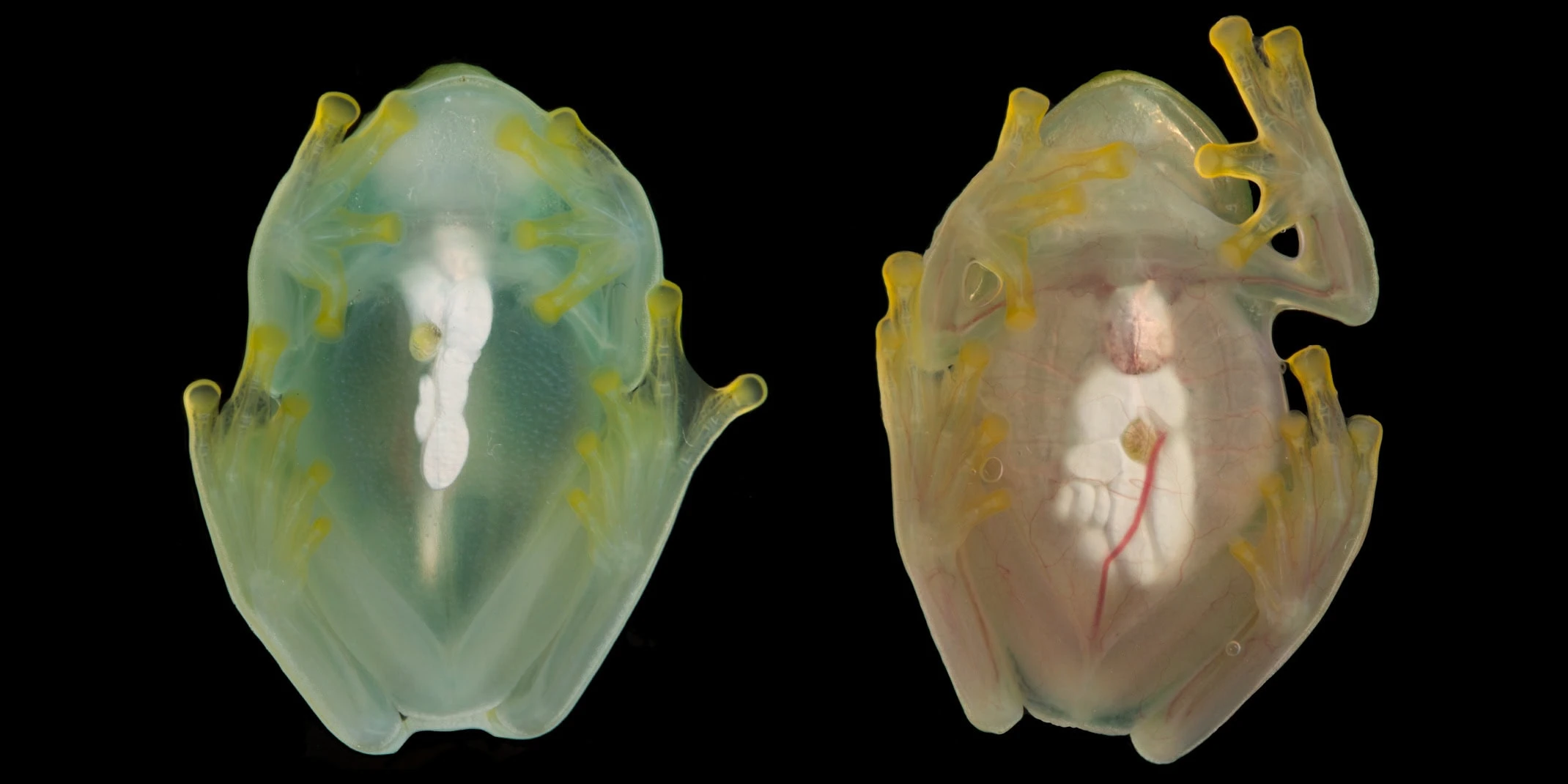 glass-frog-rv-article-large