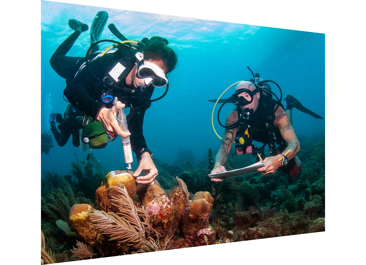 Marine biologist applying antibiotic to treat sick coral