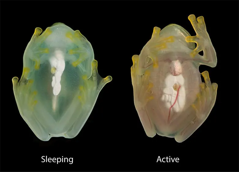 The same glass frog photographed during sleep (left) and while active (right), using a flash. Researchers measured the frog’s muscle and skin while it was asleep, finding that these tissues let over 90% of visible light pass through...