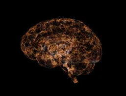 Human brain neurons