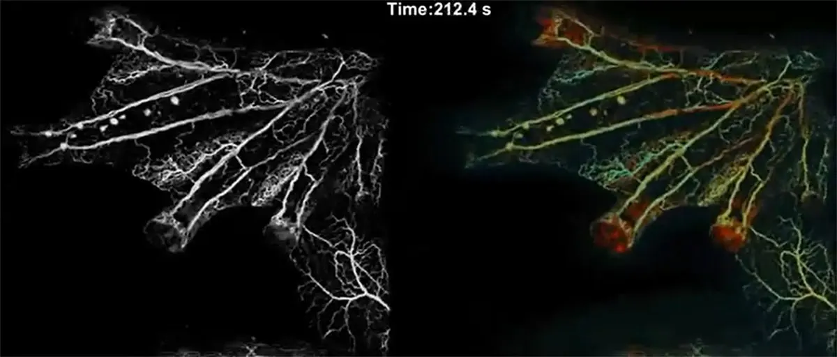 Movement of red blood cells (right) in the blood vessels (left) over time in the left leg and foot of an active glass frog under photoacoustic microscopy. | Q Rong, C Taboada, VT Nguyen, et al., Photoacoustics.