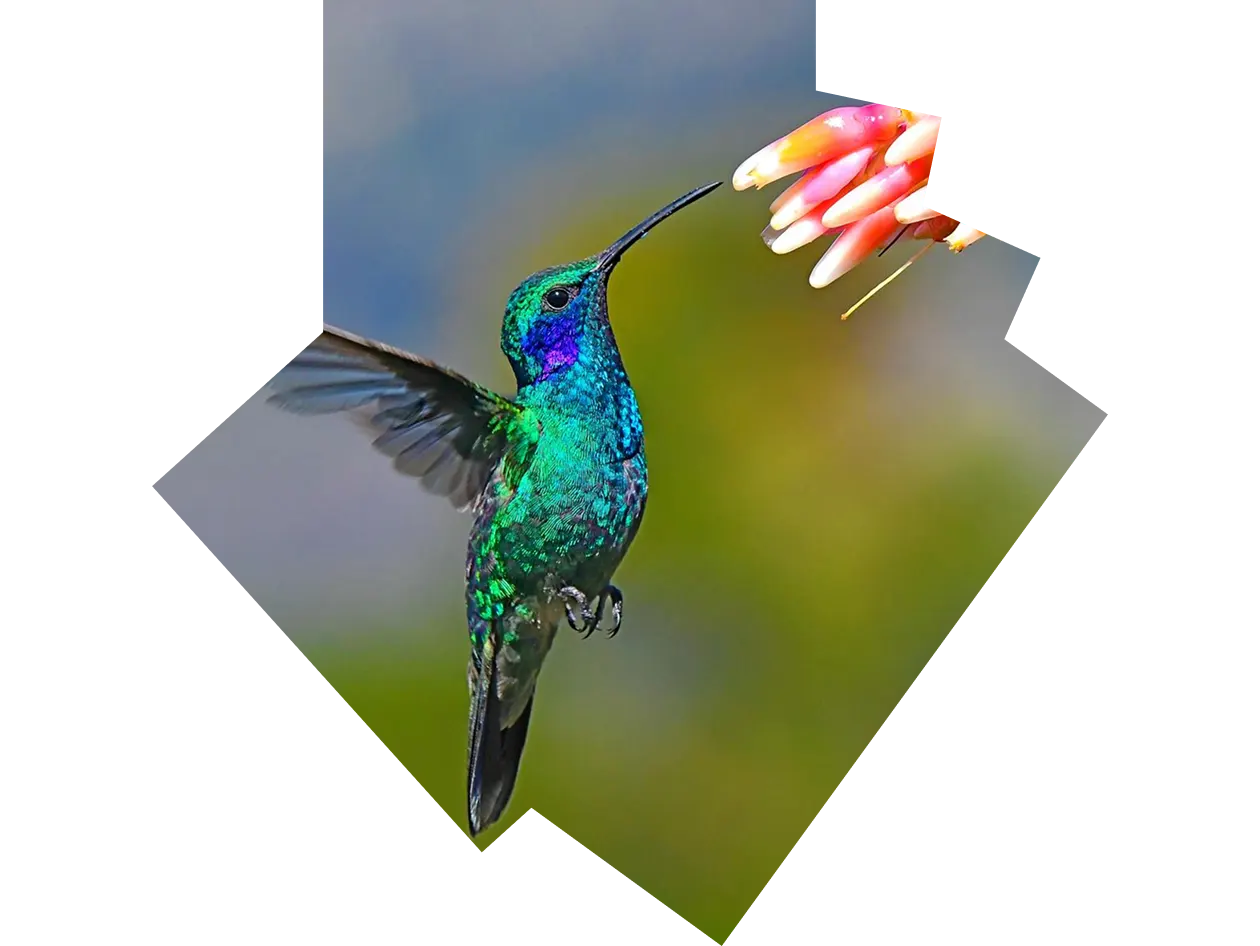 Lesser Violetear hummingbird in flight extracting nectar from a flower