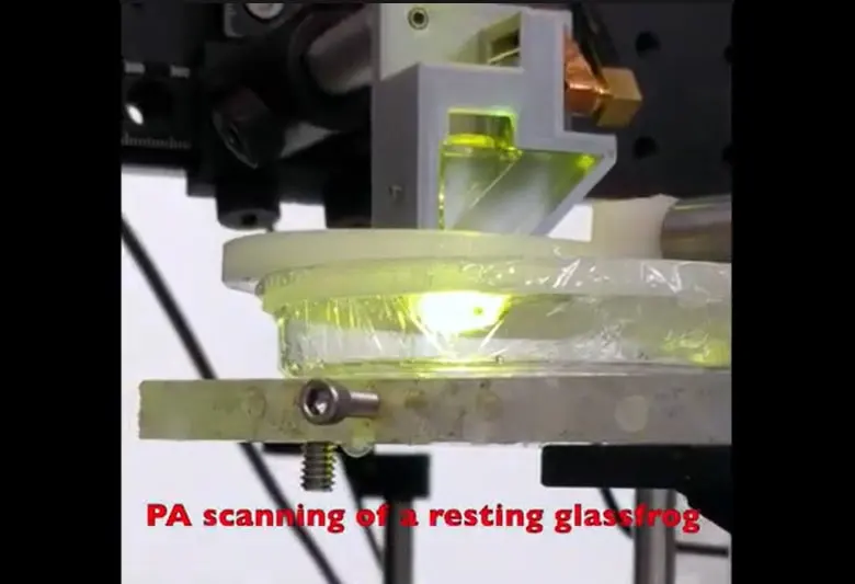 Photoacoustic scanning allows researchers to study glass frogs’ transparency while they sleep naturally upside down on a petri dish. | Credit: Jesse Delia. 