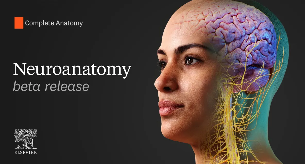 Complete Anatomy The Brain