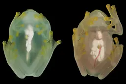 glass-frog-rv-article-portrait