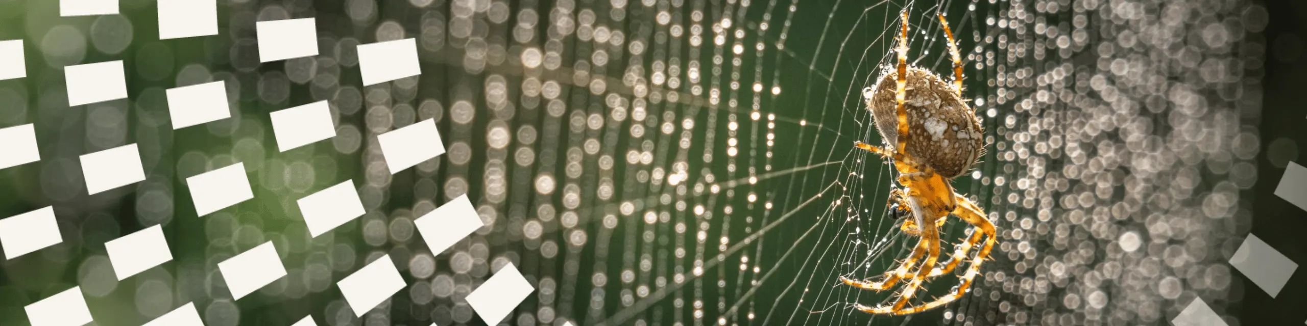 A spider in a web