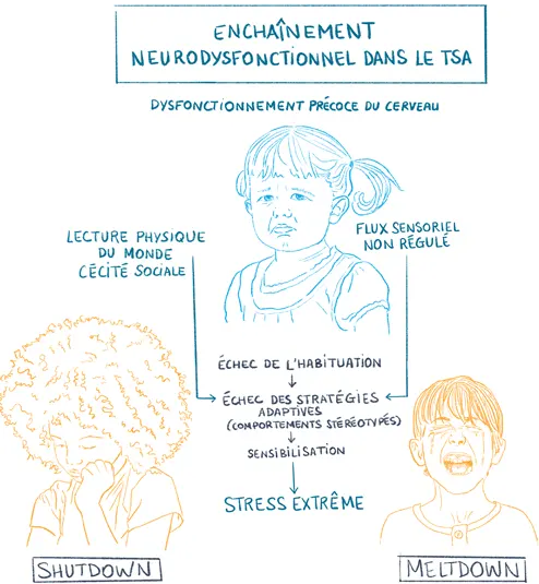 Enchaînement-neurodysfonctionnel-dans-le-TSA