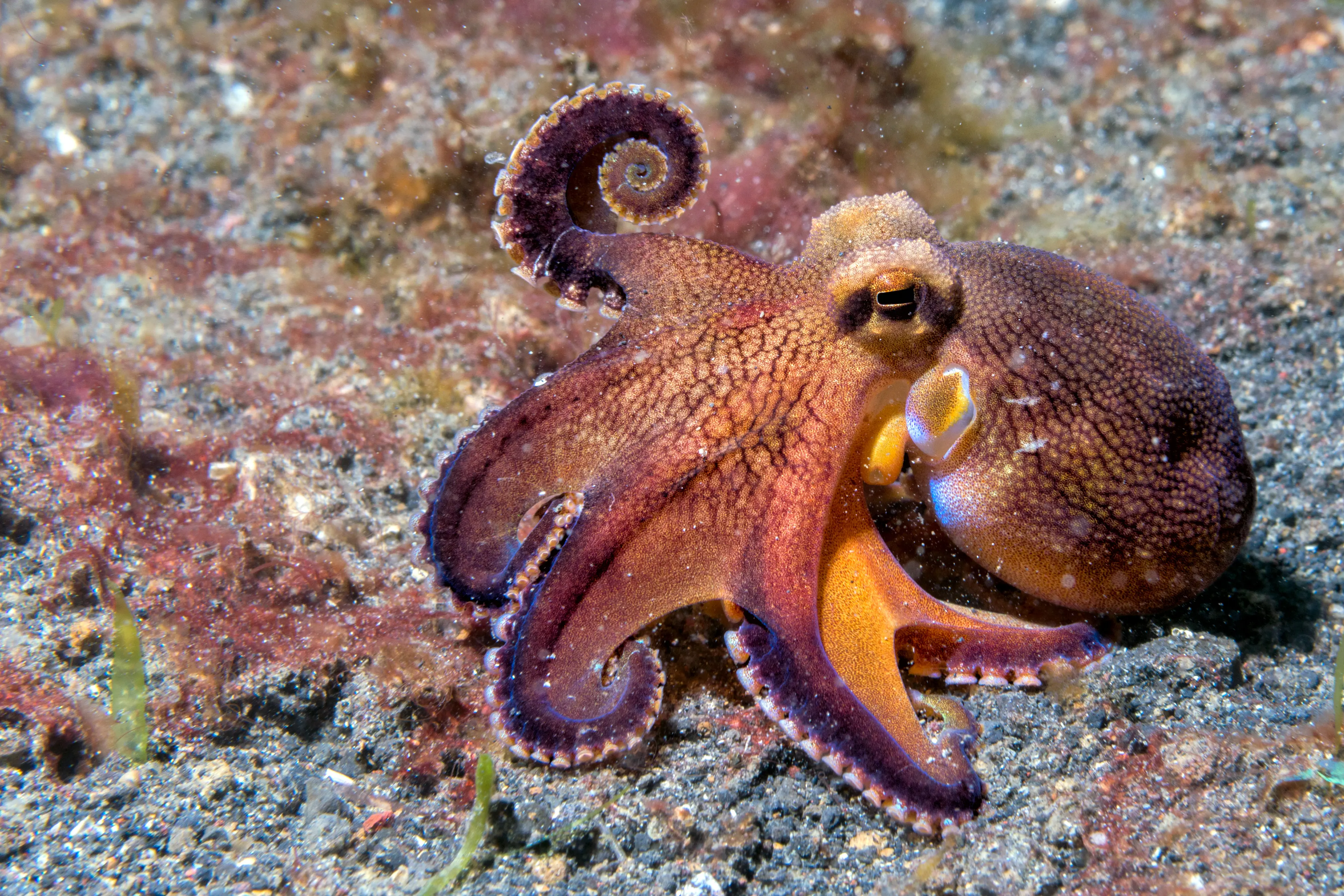 Brown and orange Octopus in ocean