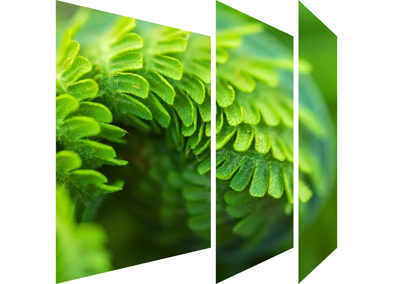 Close up of a young fern leaf in the form of a spiral