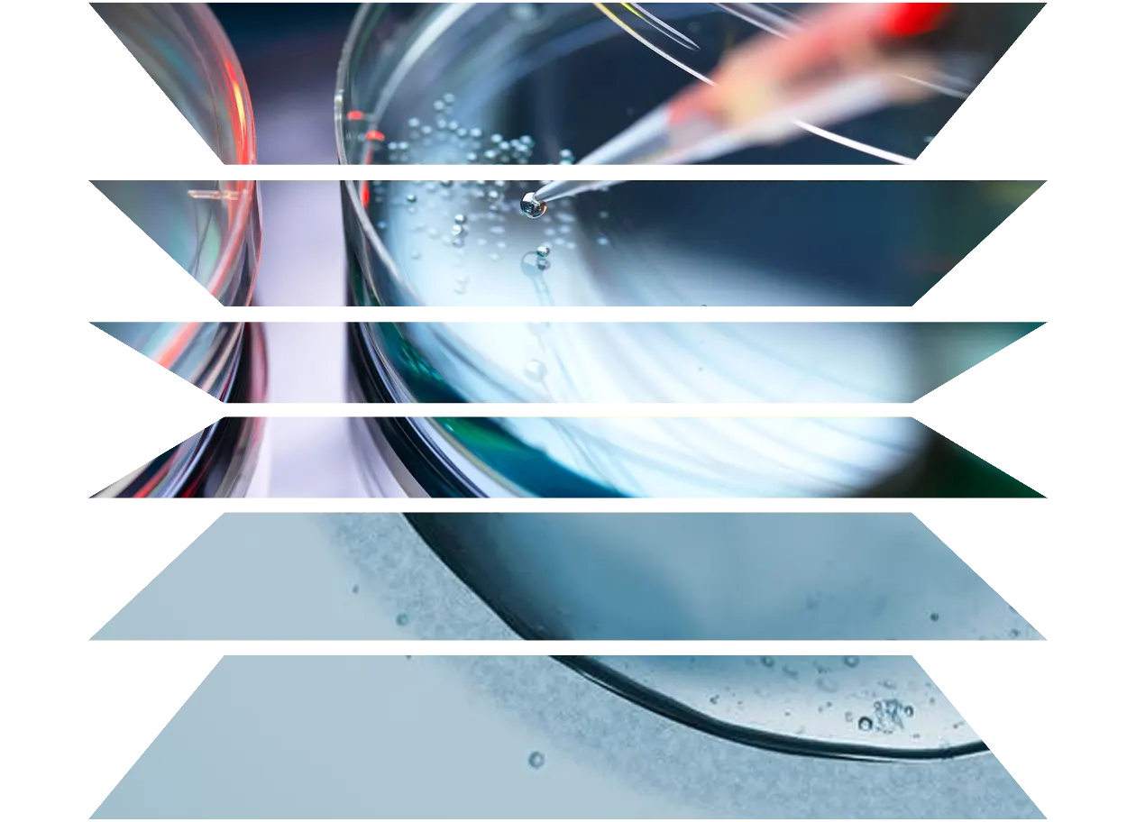 Scientist pipetting cells into a petri dish for stem cell research