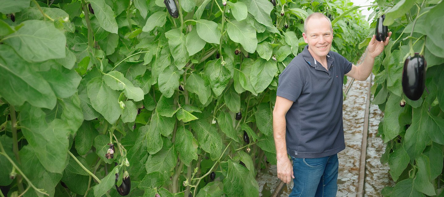Een aubergineboer plukt zijn vruchten