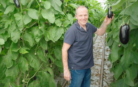 Een aubergineboer plukt zijn vruchten