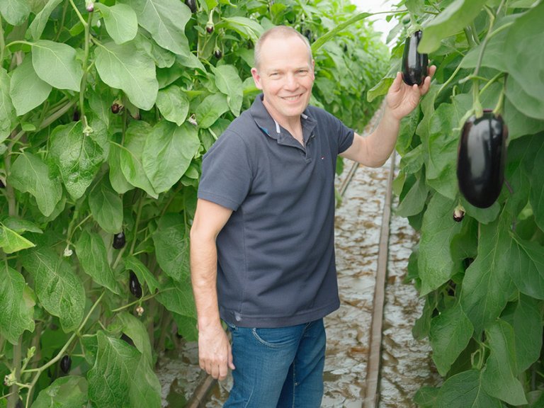 Een aubergineboer plukt zijn vruchten
