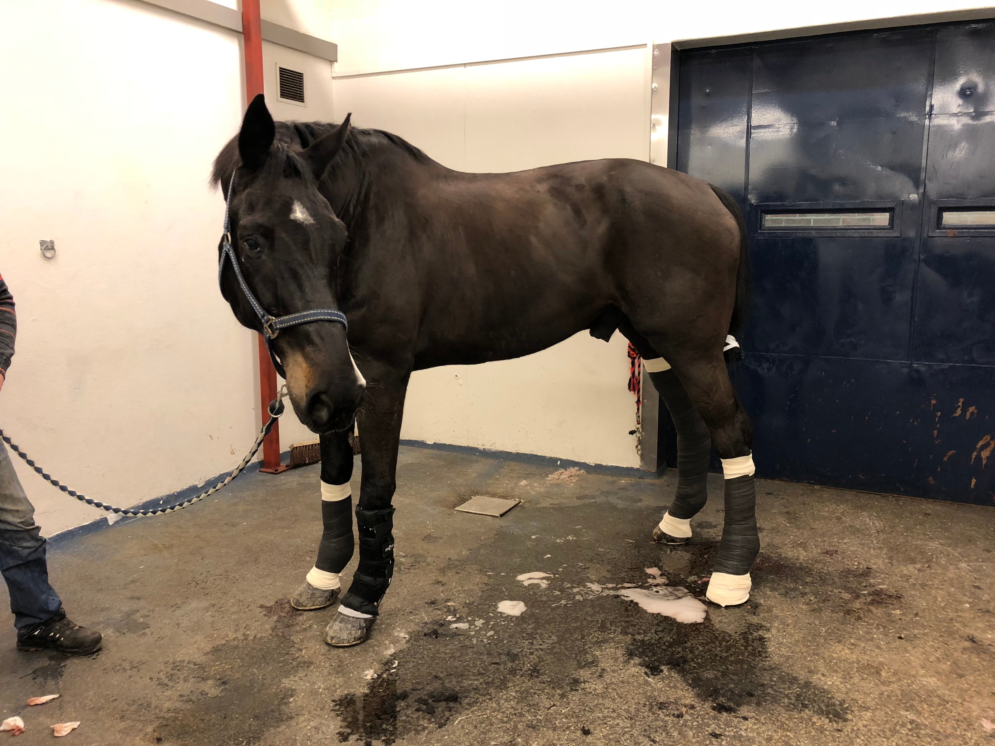 Hesten Campao stående i en stall