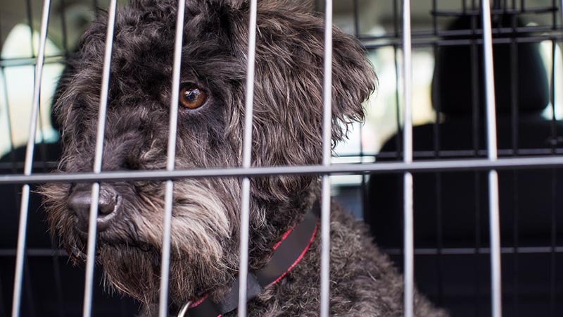 Hund i et bur i bagasjerommet på en bil.