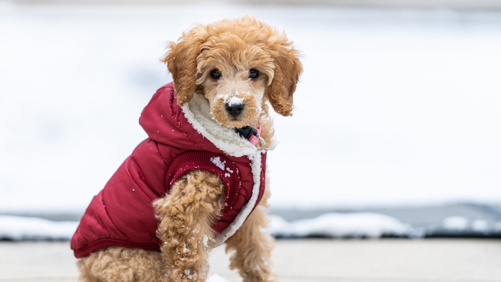 Liten lysebrun hund sitter med en rød vinterjakke på i snøen