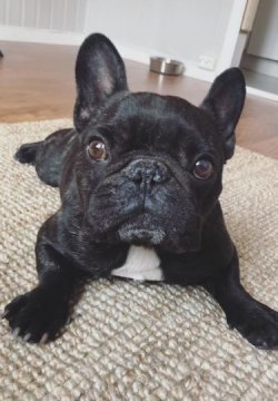 Hunden Aron ligger på magen på et gulvteppe og ser rett i kameraet.