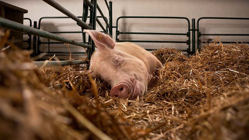 En gris ligger i høyet