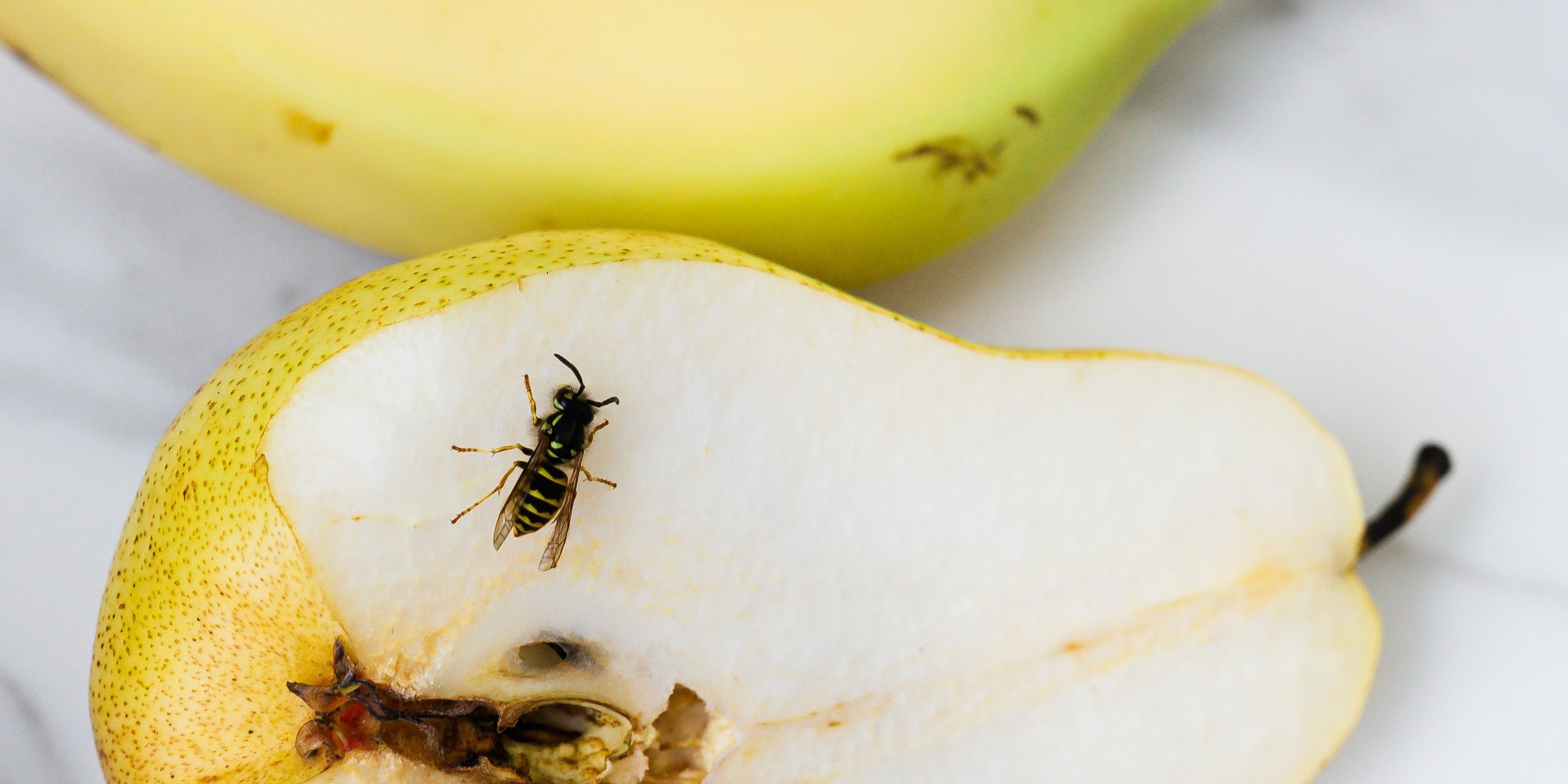 Nærbilde av en pære kuttet i to, med en veps som klatrer på innsiden av pæren.