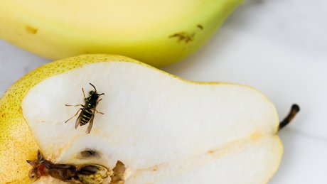 Nærbilde av en pære kuttet i to, med en veps som klatrer på innsiden av pæren.