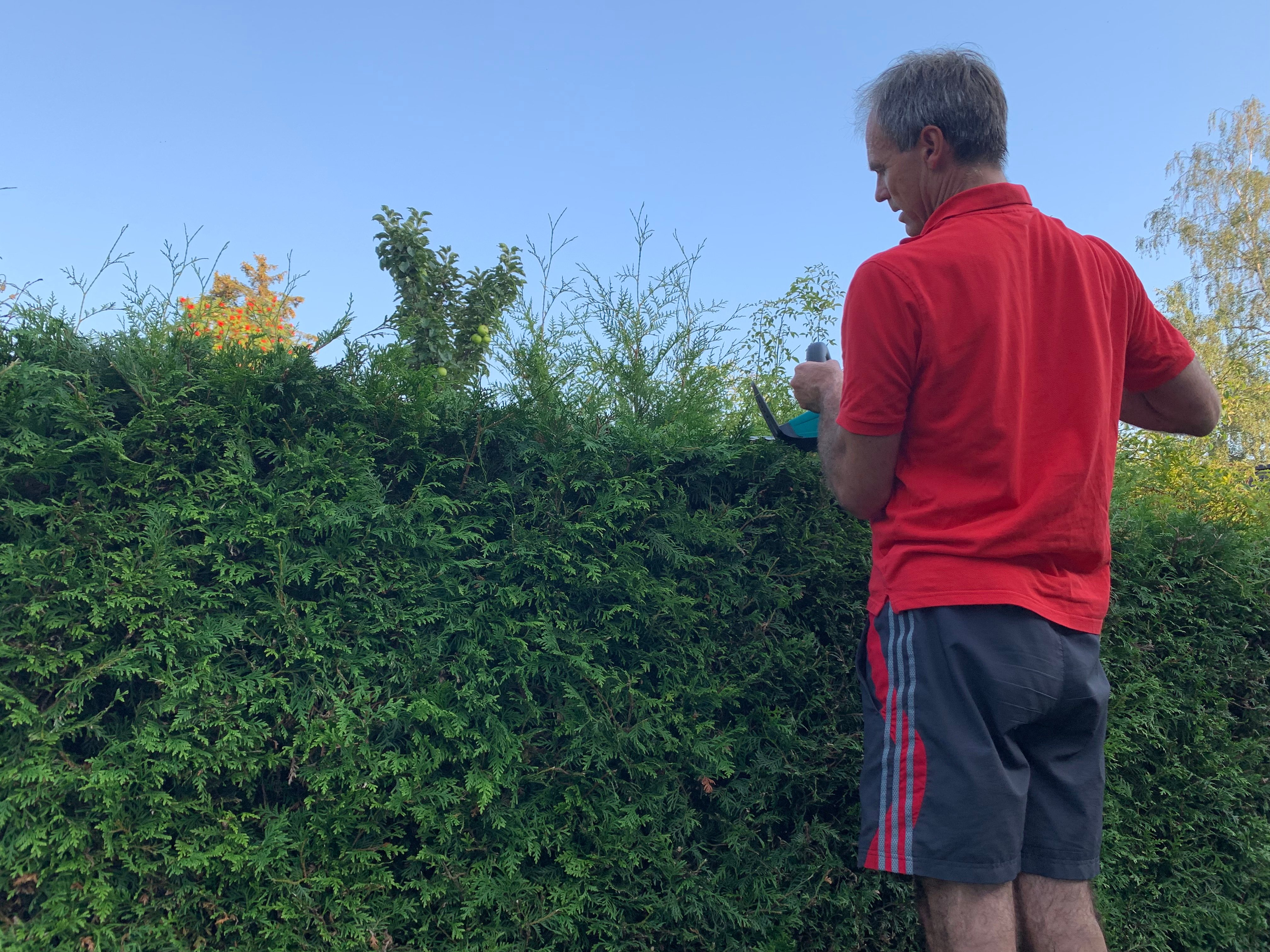 En person klipper en tujahekk.