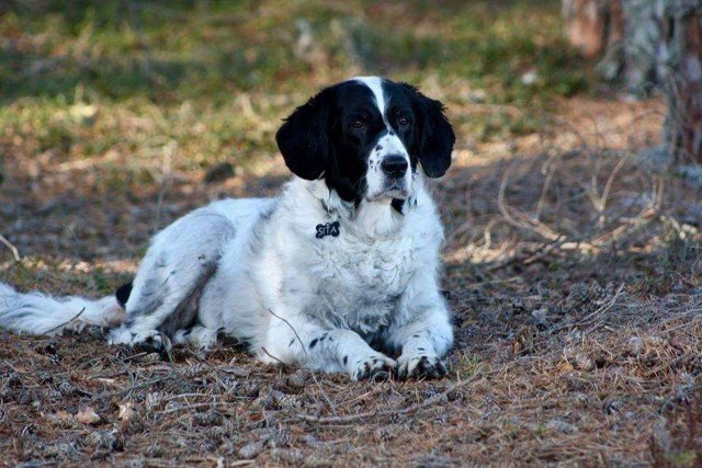 Hunden Sita ligger på bakken i skogsområde.