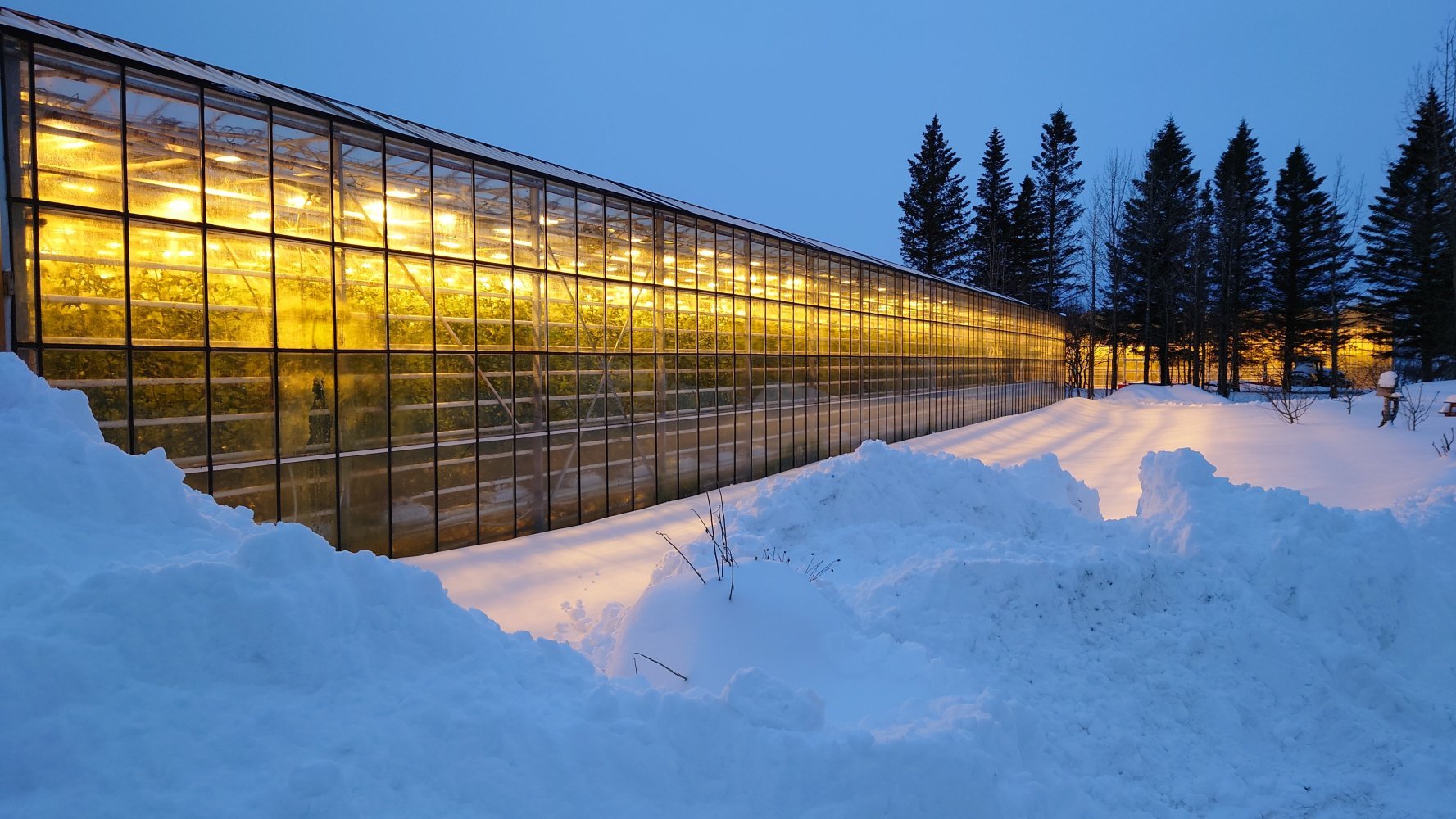 Veksthus sett utenfra, med snø på bakken rundt