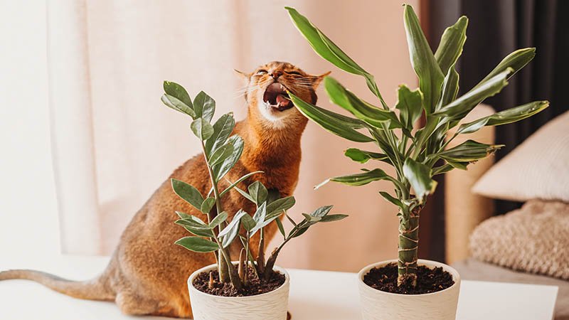 Katt sitter på bord ved to planter og er i ferd med å bite i et blad