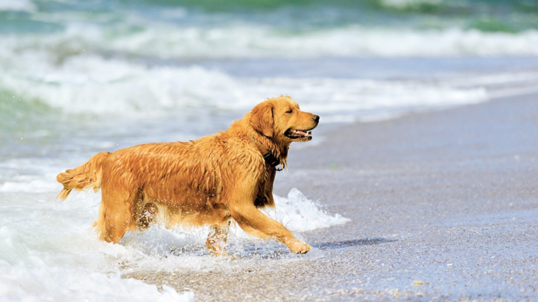 Hund som har badet kommet opp fra havet på en solfylt strand