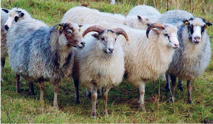 Fire langulla, gammelnorske sauer står på et jorde og ser i kamera.