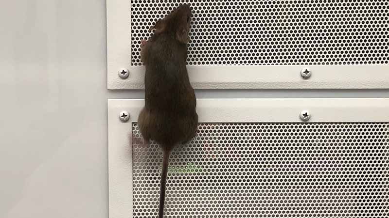 En rotte klatrer på en perforert metalloverflate.