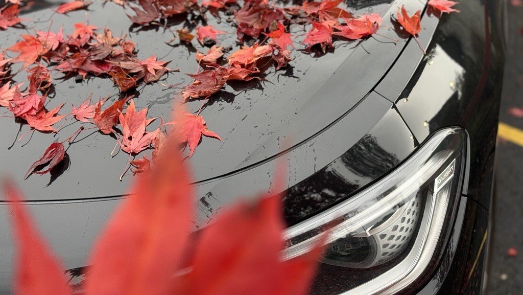 Røde løvblader på panseret til en svart bil