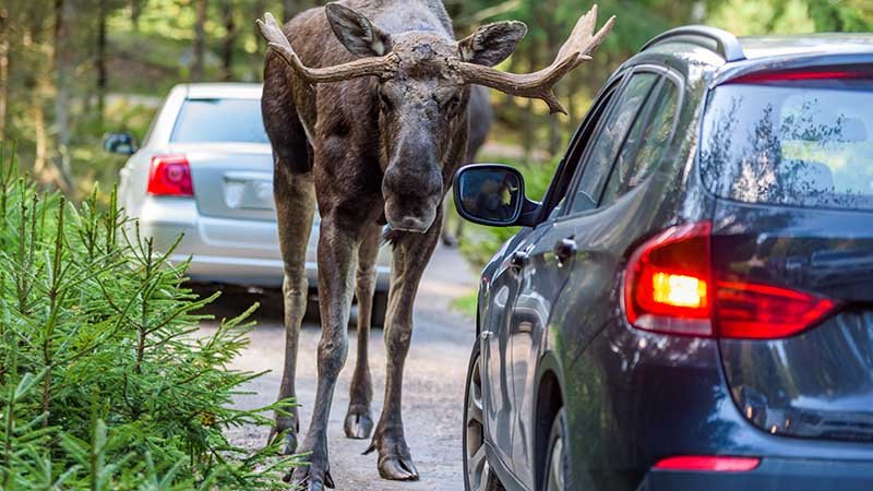 En elg står foran en bil.