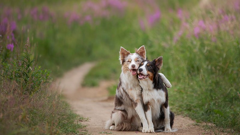 To hunder holder rundt hverandre på en sti.