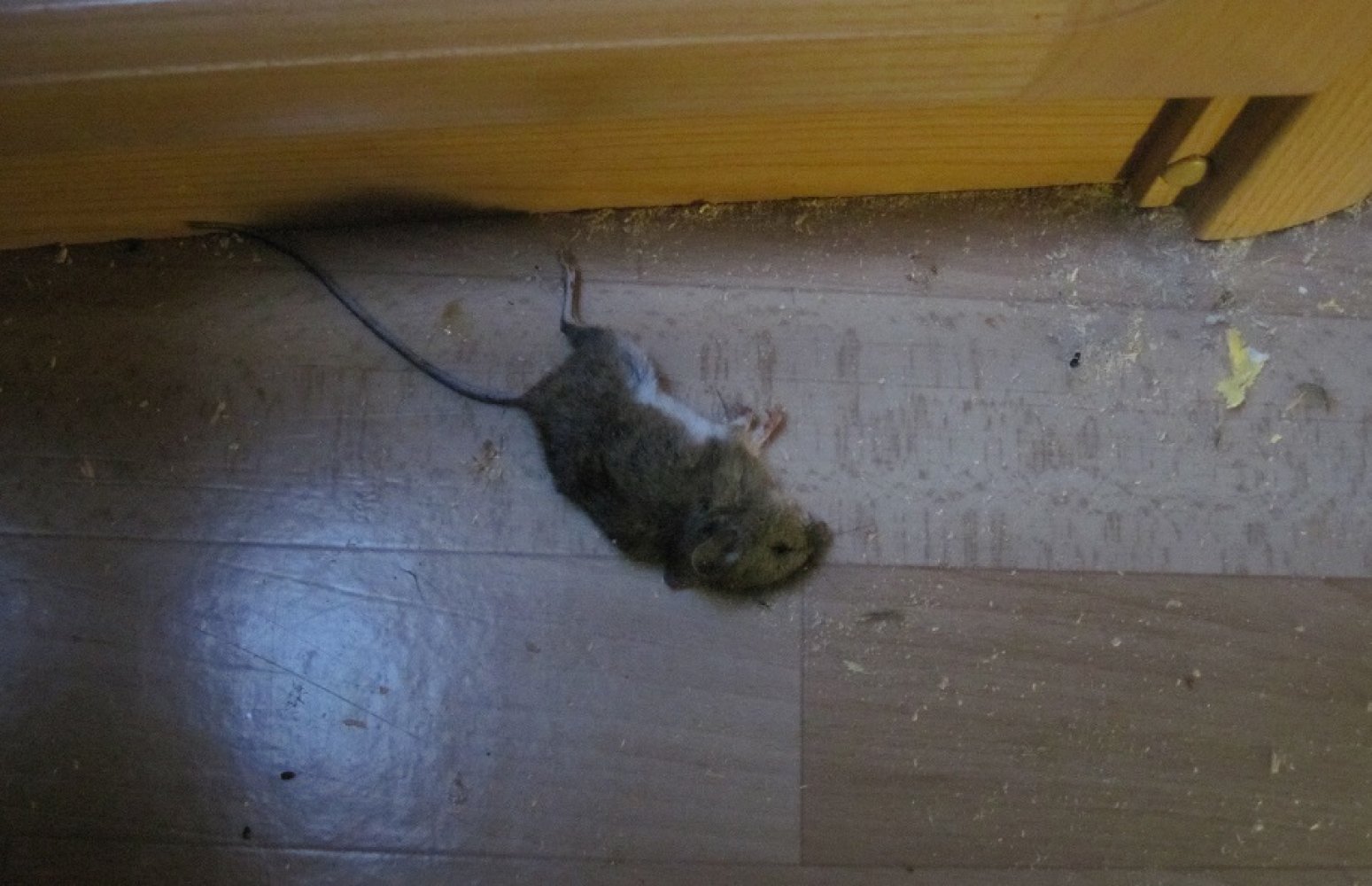 Død mus ligger på gulvet.