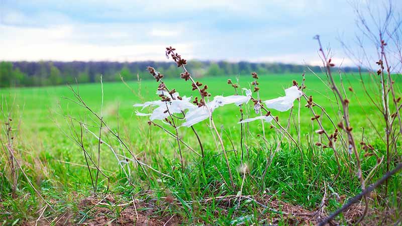 Gressplen med plast som sitter fast i utvekstene.