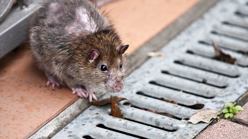 En rottr sitter ved en avløpsrist.