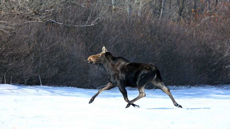 En elg løpende over et snødekket jorde.