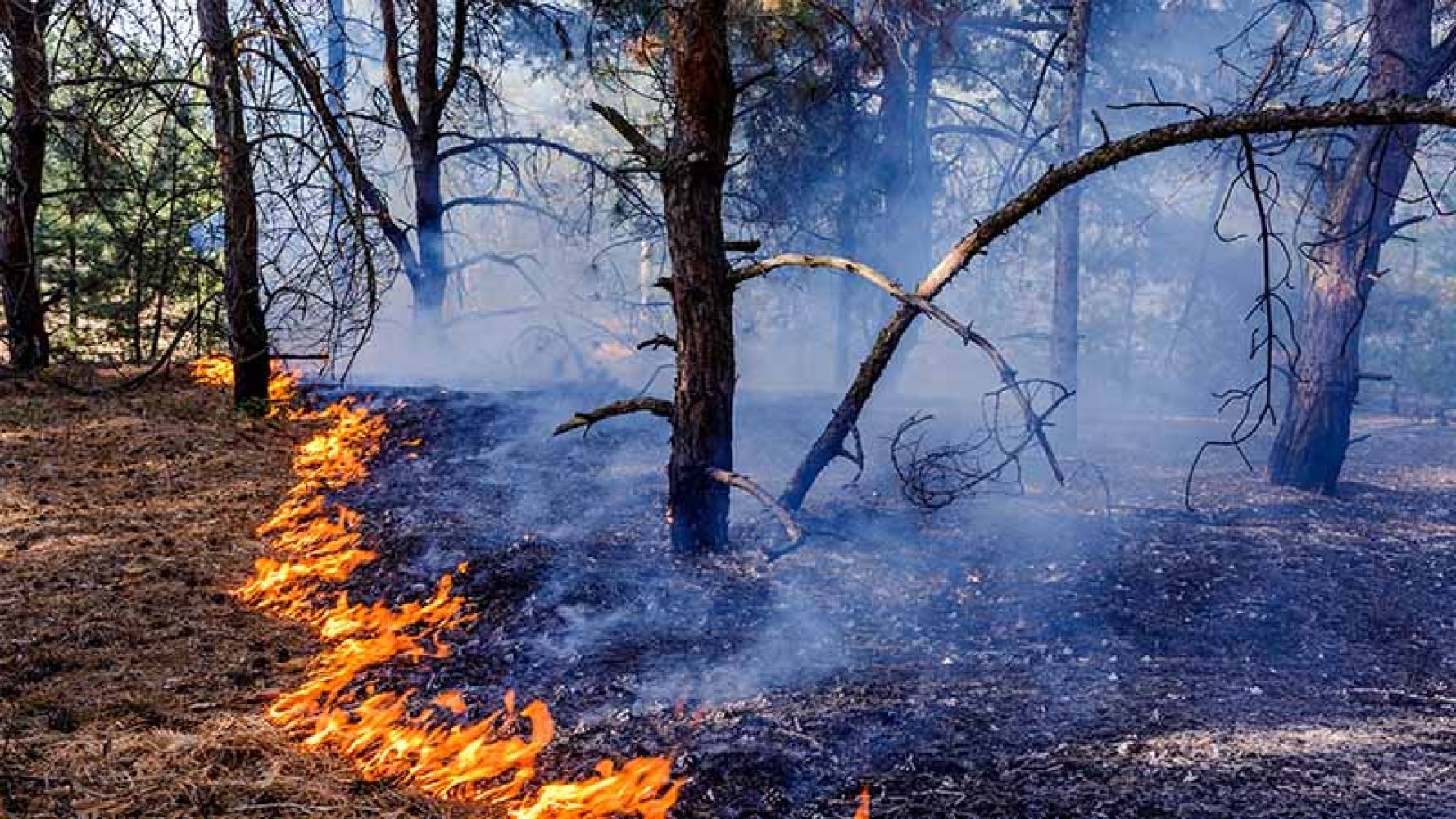 Lav skogbrann med flammer som sprer seg langs bakken i en furuskog, omgitt av røyk.