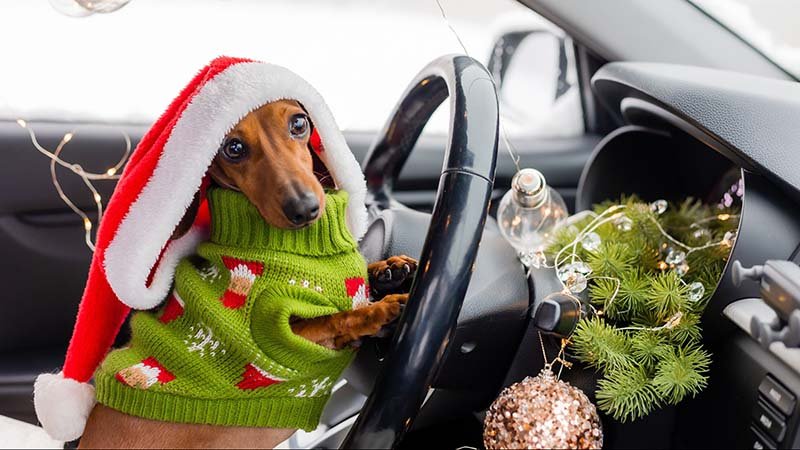 Dachshund i strikkevest og nisselue sitter bak rattet på en bil, med julepynt i kabinen.