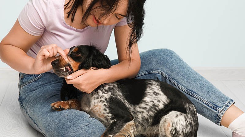 Kvinne sitter på gulvet med en hund på fanget og holder siden av munnen på hunden åpen, og ser på tennene til hunden.
