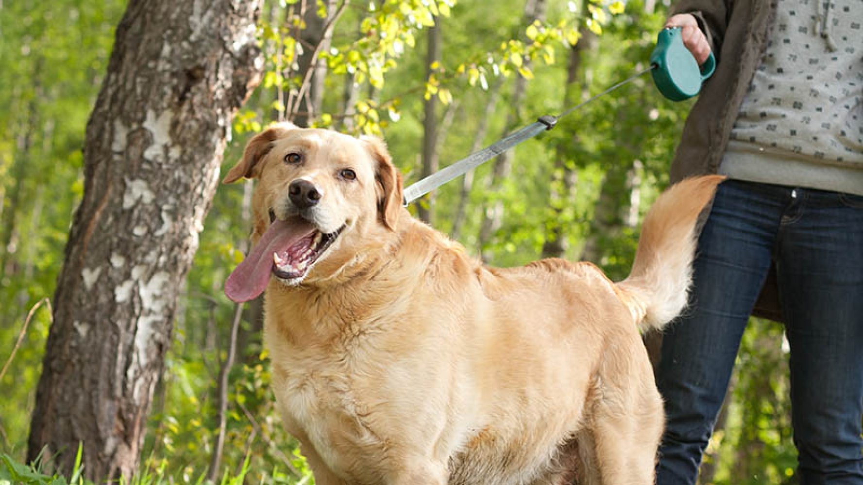 Hund i bånd på tur i skogsområde.