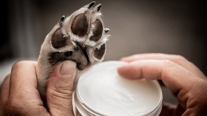 En hundepote holdes opp mens en person åpner en beholder med krem, klar til påføring.